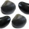 Behr Trendex Mini Carp Shells, 6 Stuks! -Fish Bait Verkoop 5175a1e2b8dcbf91