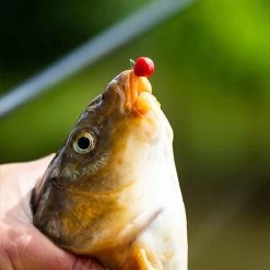 Fish Bait Verkoop -Fish Bait Verkoop 578ab09366f5b239