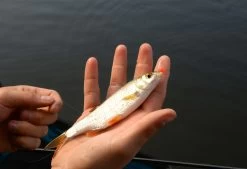 Cresta Spaghetti Balls Blood Red -Fish Bait Verkoop 5db3d2d7b38b1899